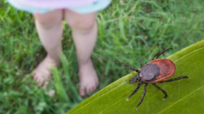 tick near a child