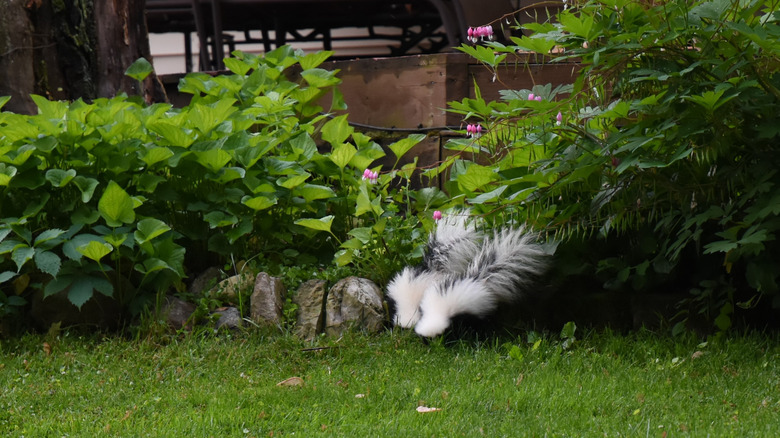 Two skunks in yard