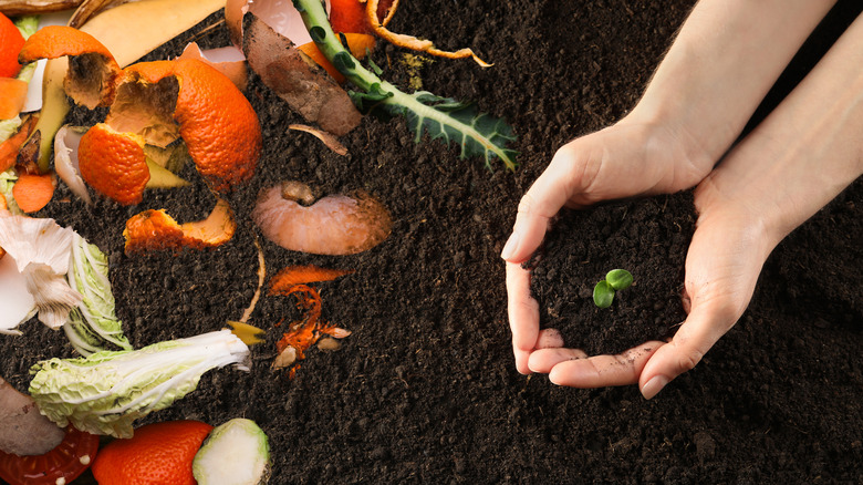 food waste turning into compost