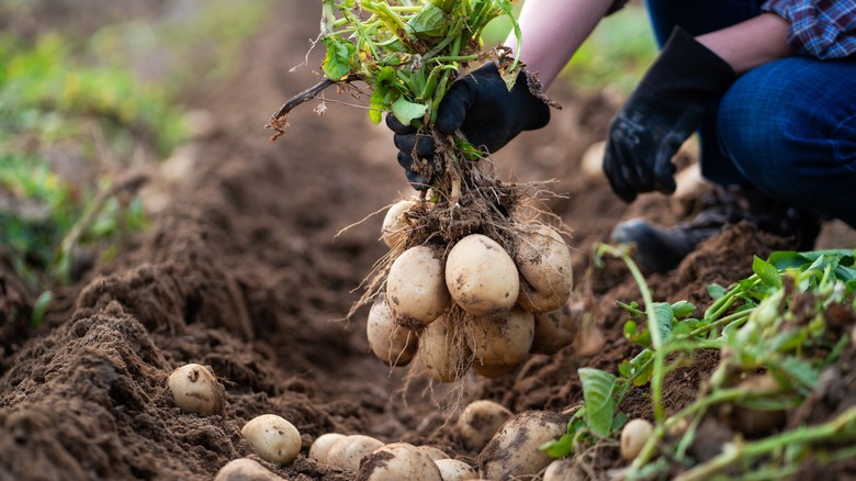 A person harvests potatoes