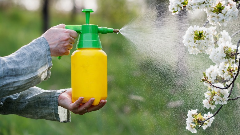 Person spraying tree