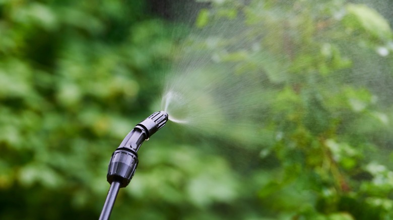 spraying pesticides on tree