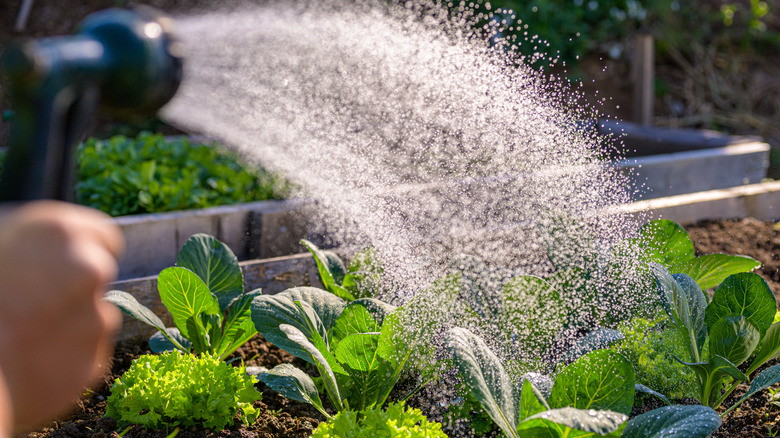 Woman watering plants in sun