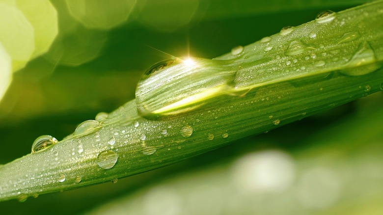 Water droplets on leaf 