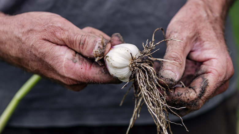 Gardener holds garlic bulb