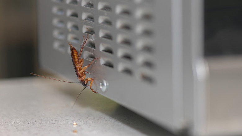 Cockroach crawls on microwave