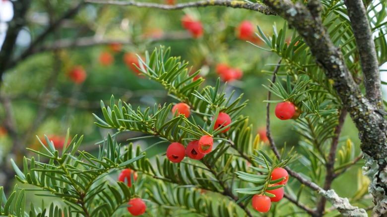 close up of japanese yew