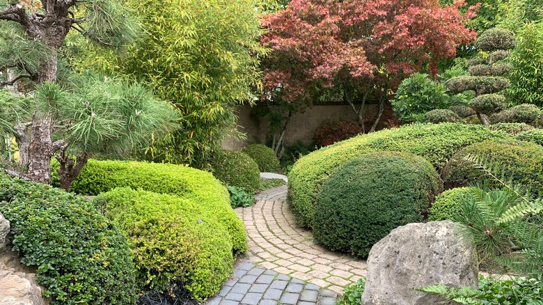 hedged garden including yew