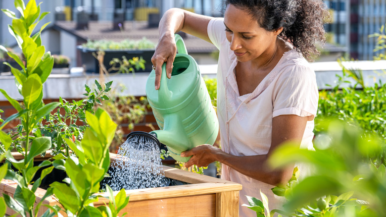 Woman watering plants