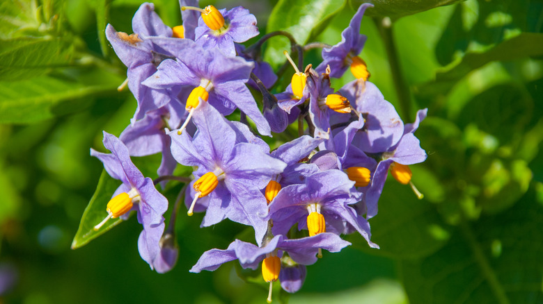 Bittersweet nightshade's purple petals and yellow center