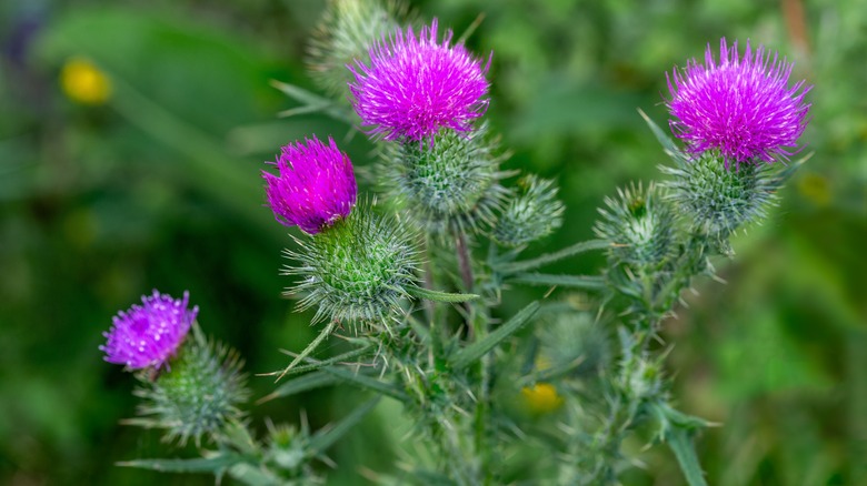 Bull thistle with spikey blooms and bracts