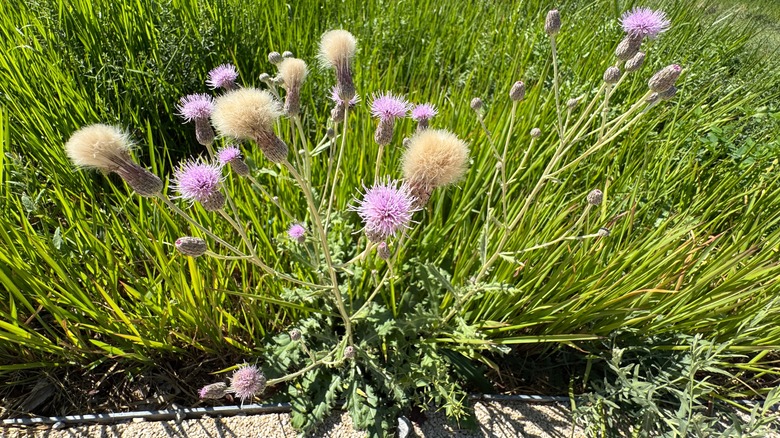 Canada thistle with spikey blooms and bracts