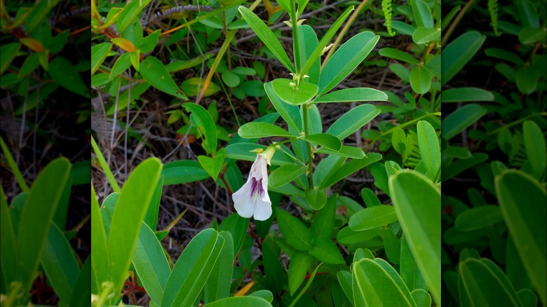 Solitary lespedeza purple-white flower and ovate leaves