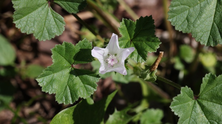 Silitary common mallow flower in bloom