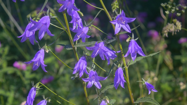 Creeping bellflowers on thin green stems