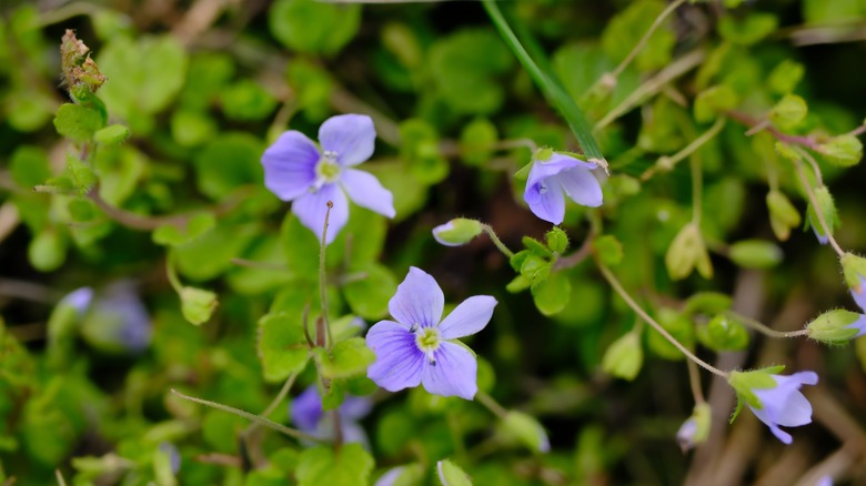 Tiny purple 4-petal flowers of creeping speedwell