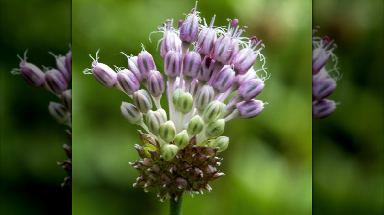 Field garlic ready to bloom with purple heads