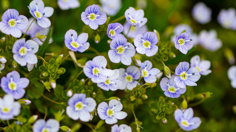 Germander speedwell purple and white 4-petal blooms