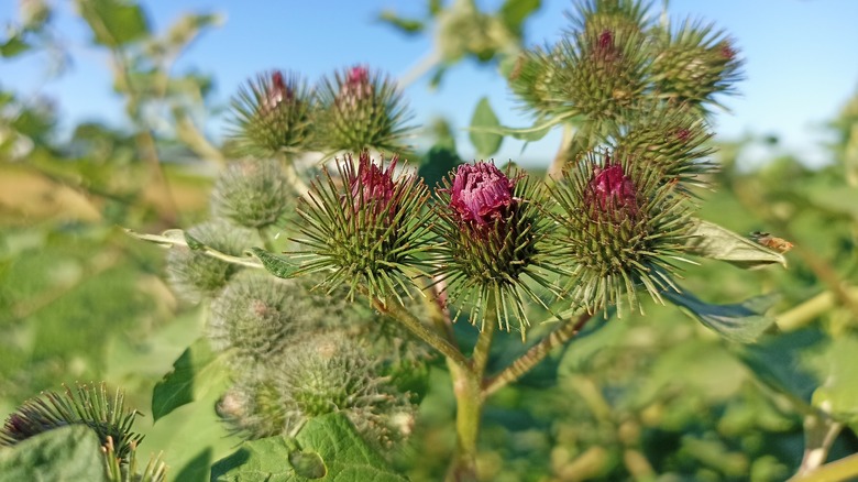 Spikey Great burdock bracts with small magenta heads