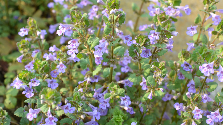 Small lilac-colored ground ivy in bloom