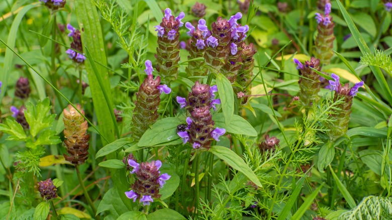 Healall flower spikes with small purple petals