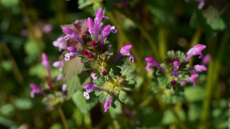 Two-liped purple henbit flowers and green leaves