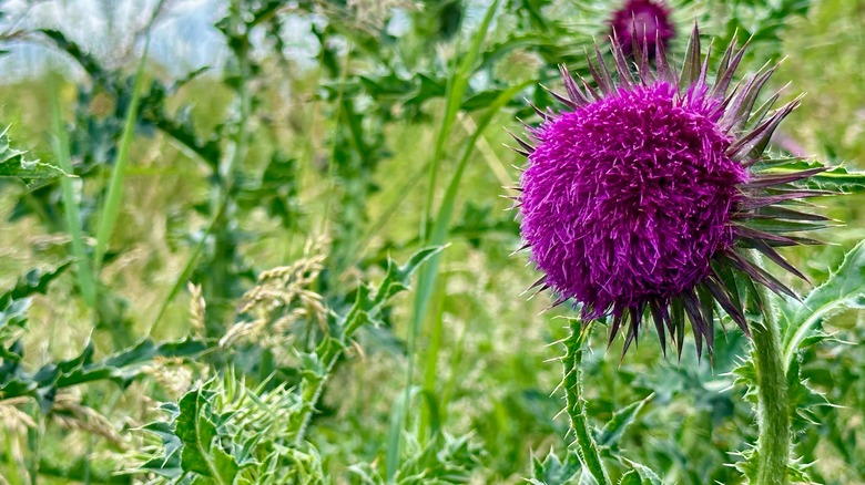 Large, fuzzy musk thistle flower head