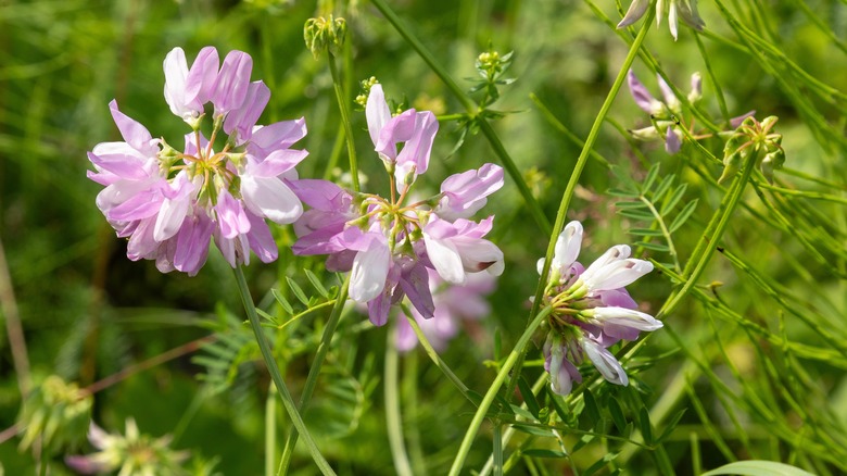 Purple crown-vetch's horizontal clover-like blooms