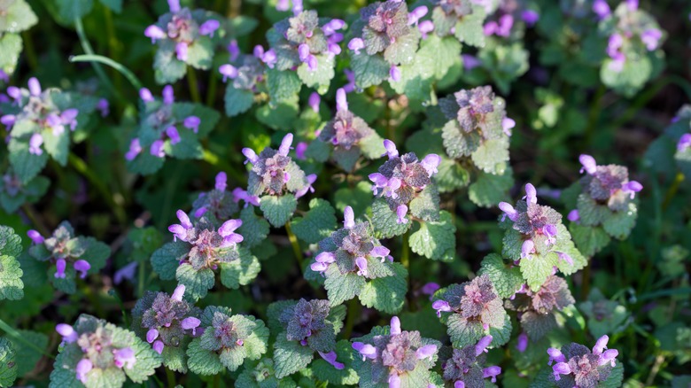 Top-view of blooming purple deadnettle flowers