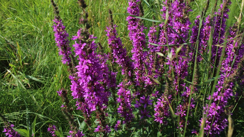 Purple loosestrife's vertical spikes of bright blooms