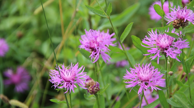 Spotted knapweed's fluffy yet thin purple petals