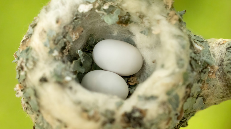 A fluffy hummingbird nest holds two tiny eggs inside