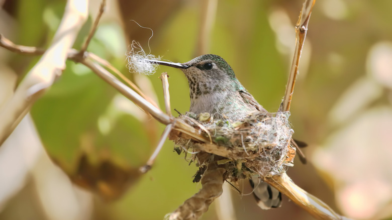 A hummingbird holds a bit of nesting material in beak