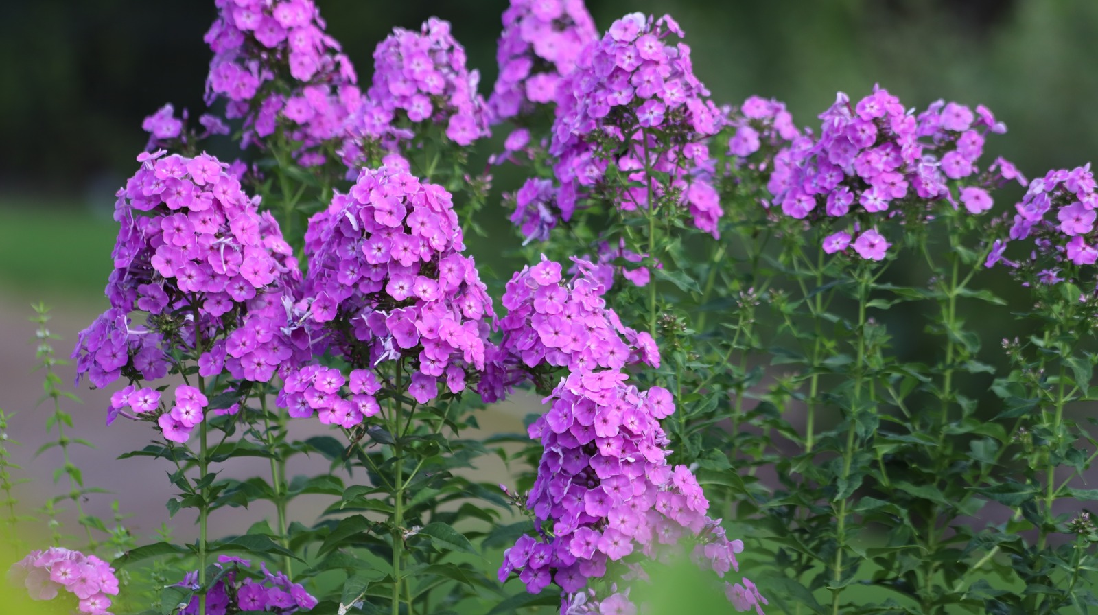 don-t-confuse-invasive-dame-s-rocket-for-phlox-and-how-to-get-rid-of-it