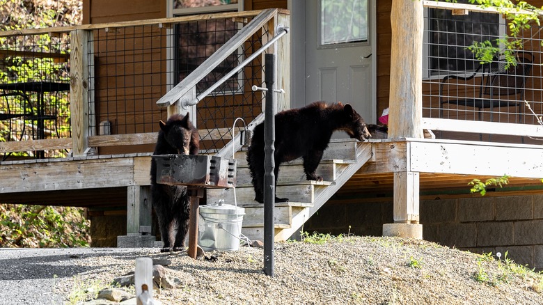 Black bears sniffing grill outside cabin