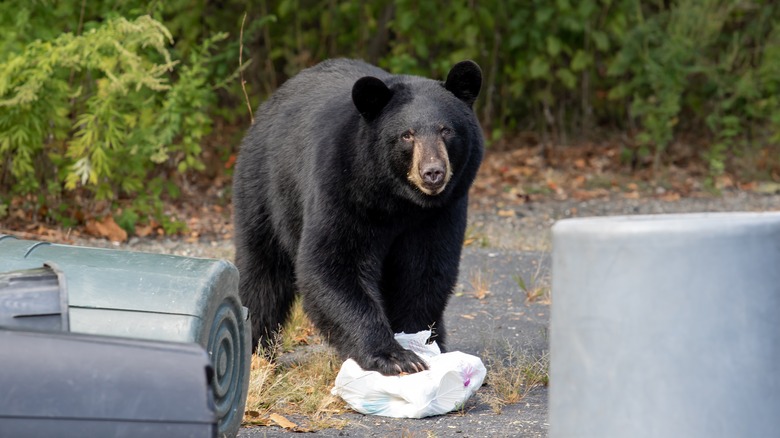 Black bear tearing into trash bag