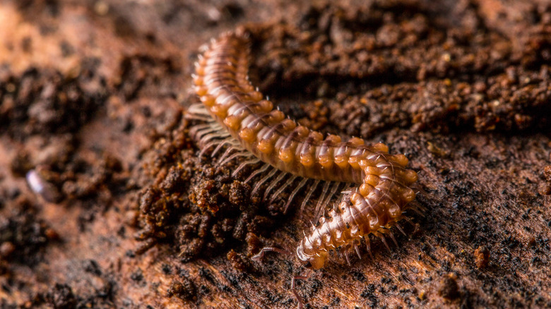 millipede crawling on garden soil