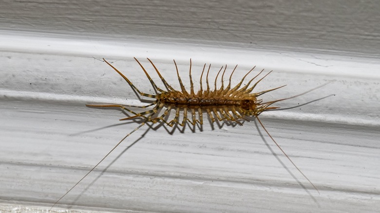 centipede indoors on wooden floor