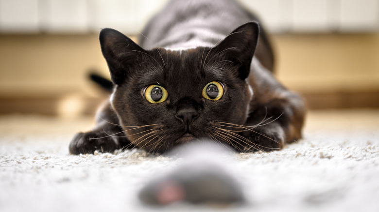 Cat stalking mouse on carpet