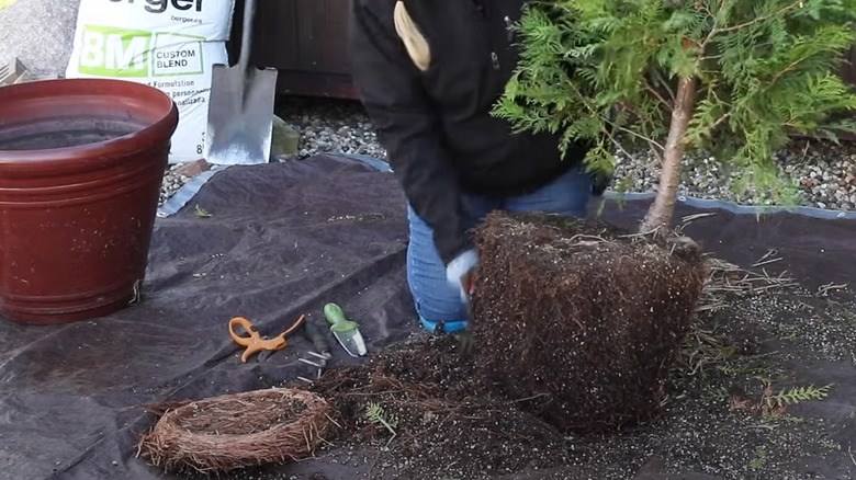 cutting root ball