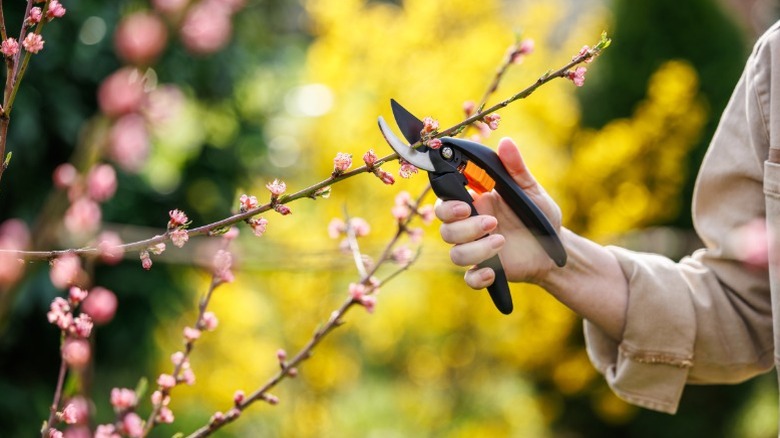 A person trimming a peach tree before buds bloom.