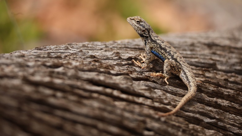 Western fence lizard