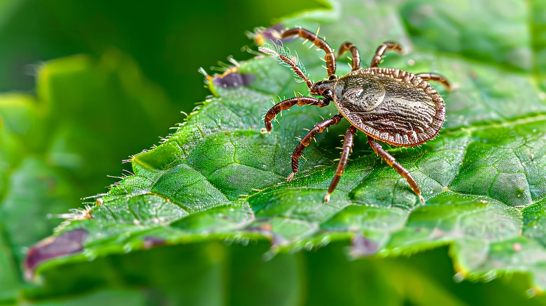 Tick on leaf