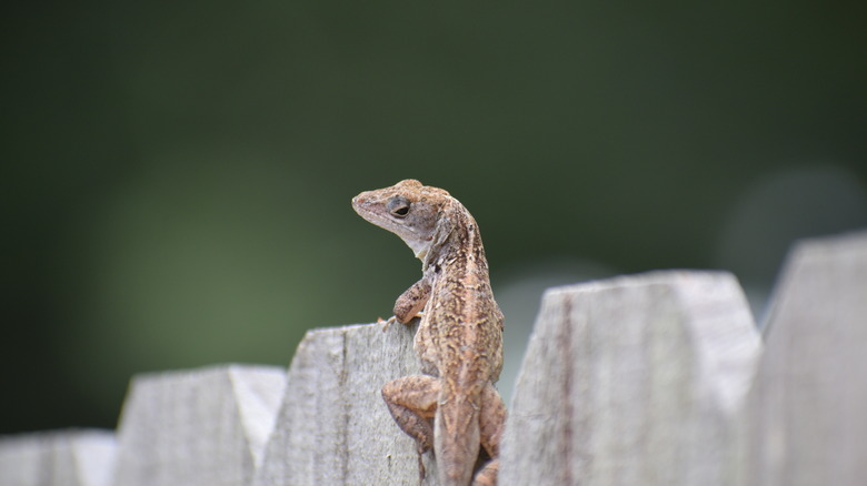 Lizard on a fence