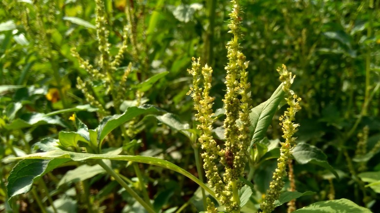 Pigweed growing wild