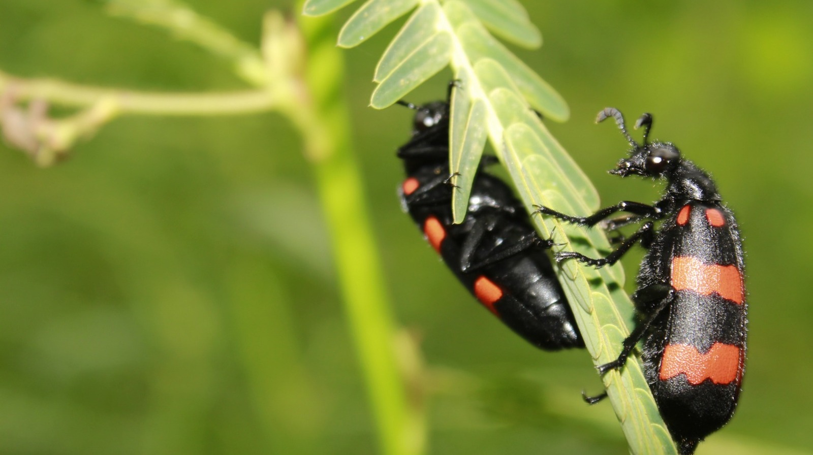 Dont Grow This Plant If You Want To Keep Blister Beetles Out Of Your Garden 7617