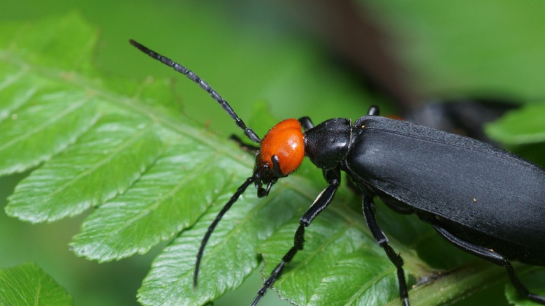 blister beetle on plant