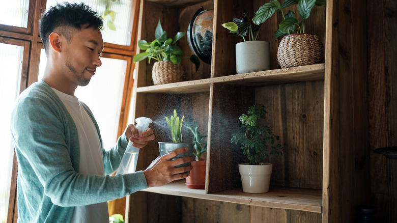 Man misting houseplant 