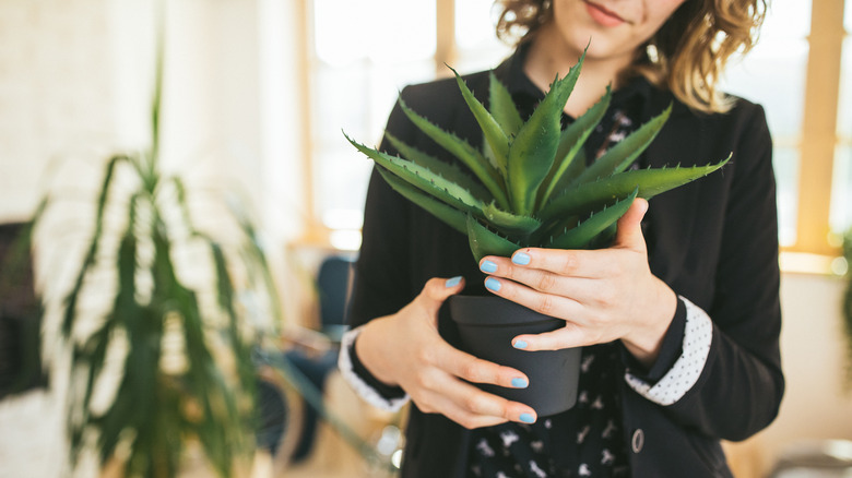 Woman looking at aloe vera