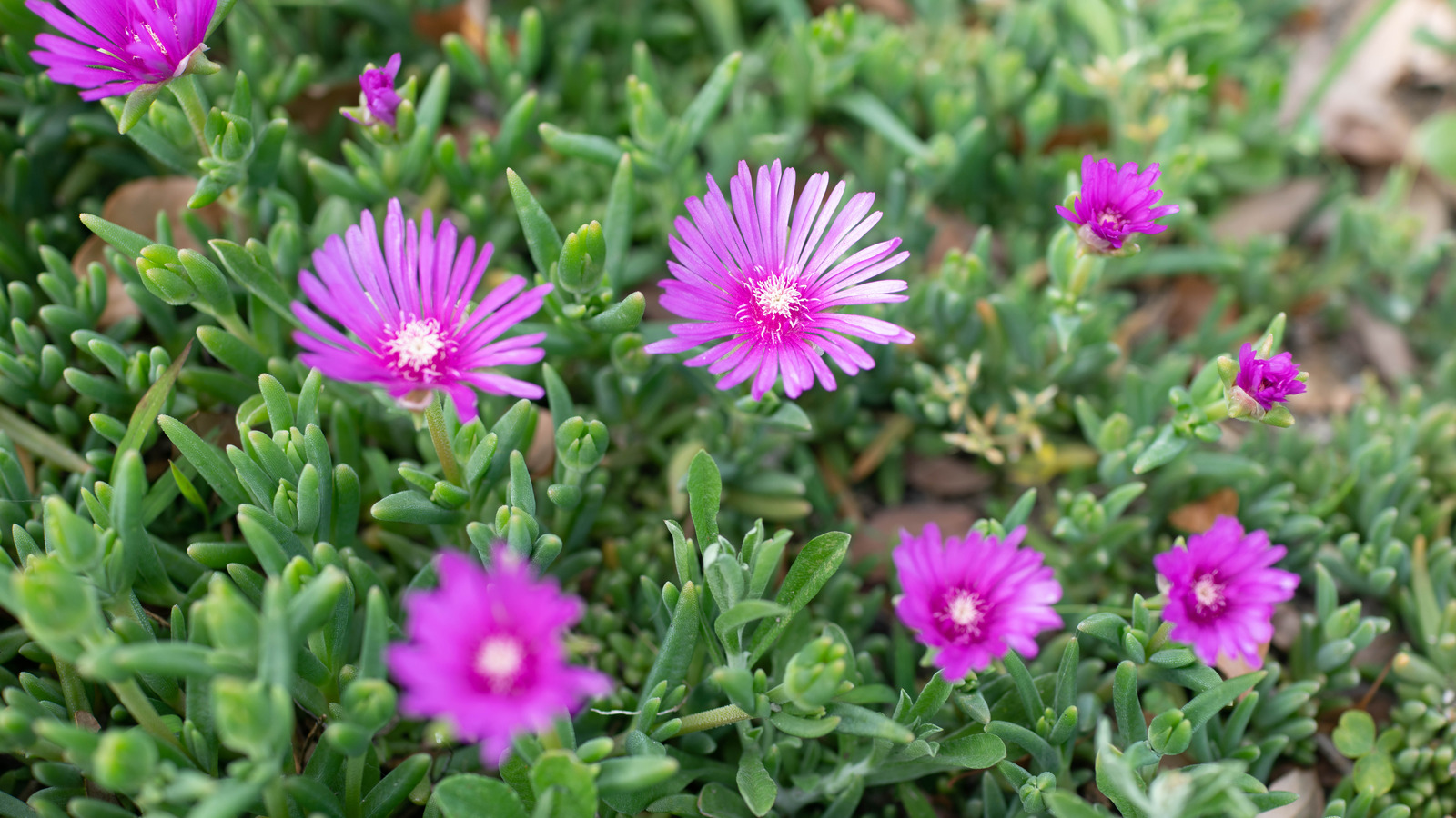 Don't Let Salty Ice Plants Ruin Your Soil, Plant This Instead